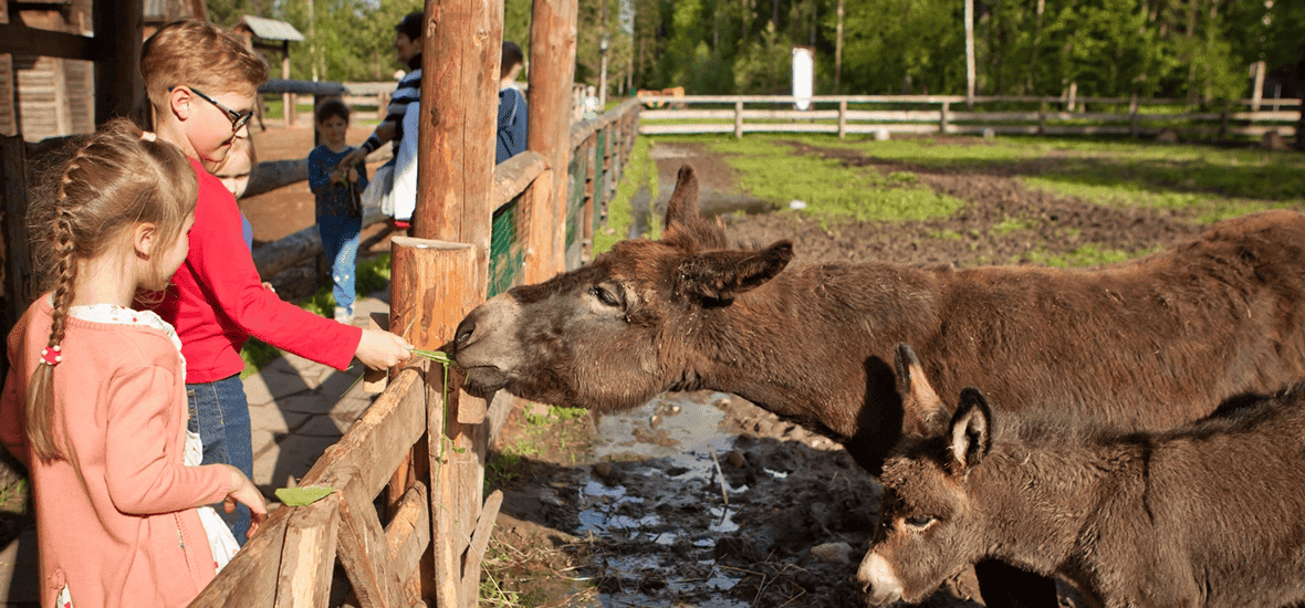 Посещение СПА-Центра и зоопарка отеля Country Resort 8 Посещение СПА-Центра и зоопарка отеля Country Resort — изображение 8
