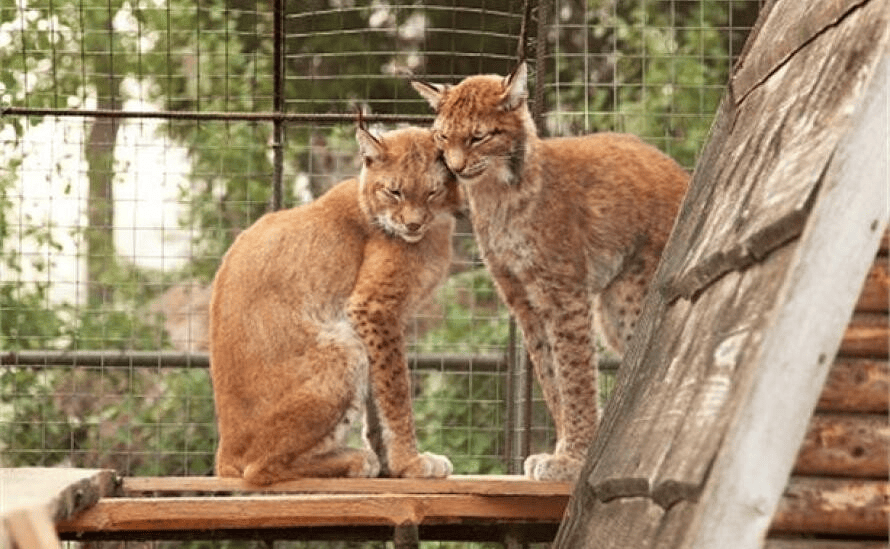 Посещение СПА-Центра и зоопарка отеля Country Resort 6 Посещение СПА-Центра и зоопарка отеля Country Resort — изображение 6