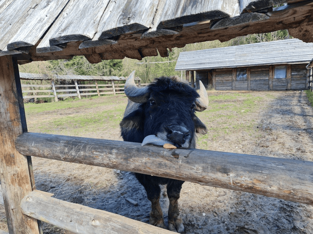 Посещение СПА-Центра и зоопарка отеля Country Resort 9 Посещение СПА-Центра и зоопарка отеля Country Resort — изображение 9