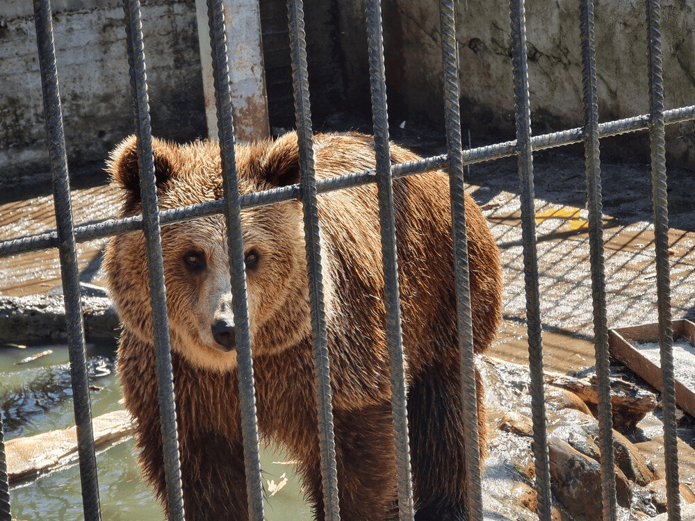 Посещение СПА-Центра и зоопарка отеля Country Resort 7 Посещение СПА-Центра и зоопарка отеля Country Resort — изображение 7